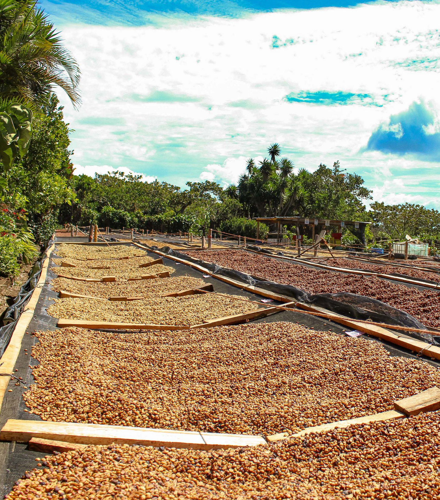 El Salvador Finca Las Brisas - Carlos Pola